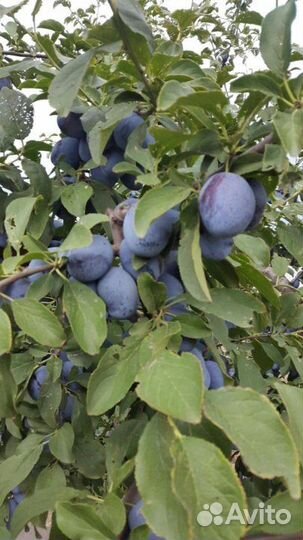 Саженцы сливы ненька