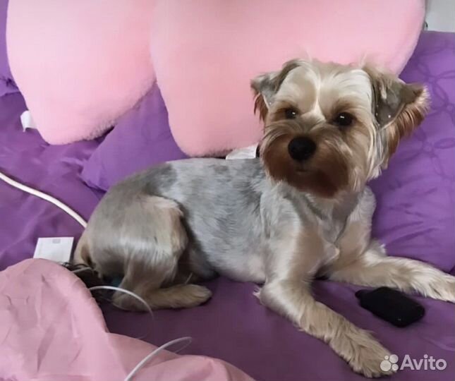 Вязка Йоркширский терьер