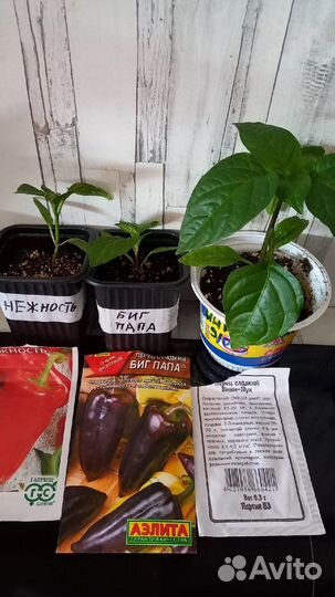 Продам рассаду