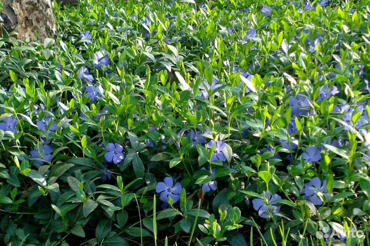 Почвопокровные растения