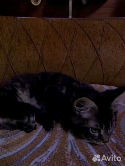 Воспитанный мальчик Мейн-кун