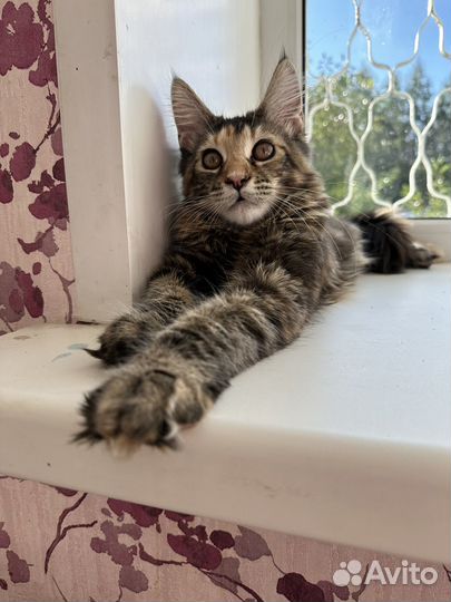 Девочка Мейн-Кун