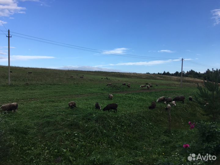 Мясо/Баранина