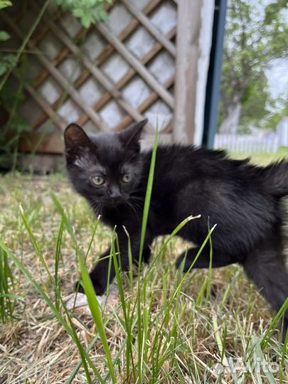 Котёнок девочка