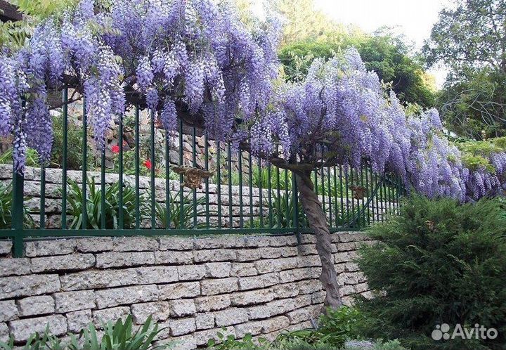 Глициния Клара Мак для вертикального озеленения