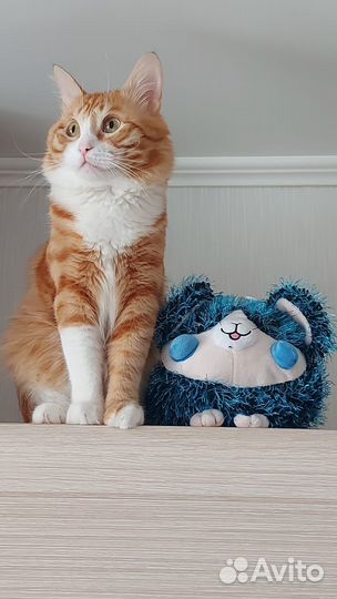 Кот для вязки