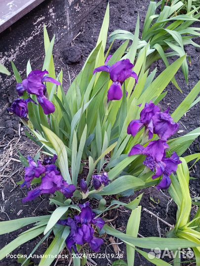 Рассада бархатцев Оранж и жёлтые