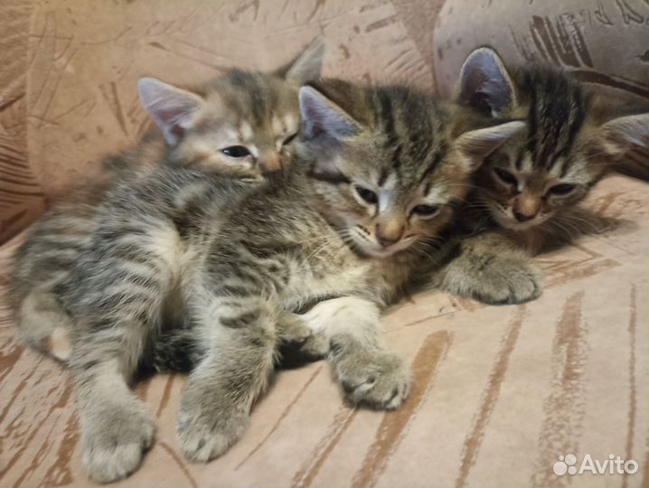 Котята в добрые руки бесплатно