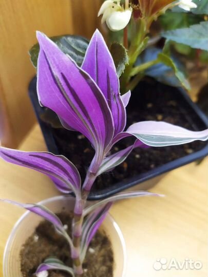 Традесканция,Нанук,коллизии