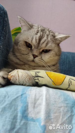 Отдам кота бесплатно