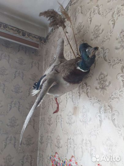 Чучело селезня