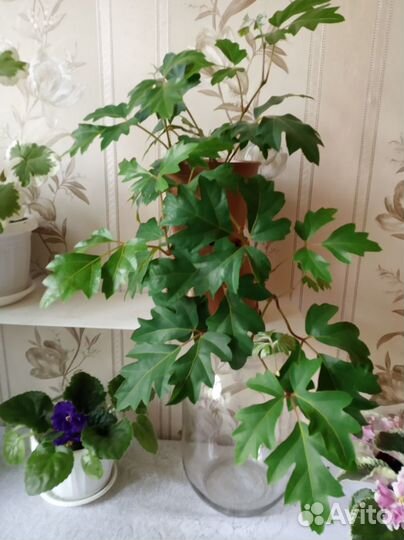 Циссус (комнатный виноград)