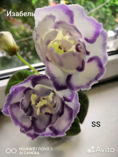 Глоксиния изабель