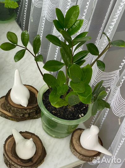 Замиокулькас Долларовое дерево Комнатные цветы