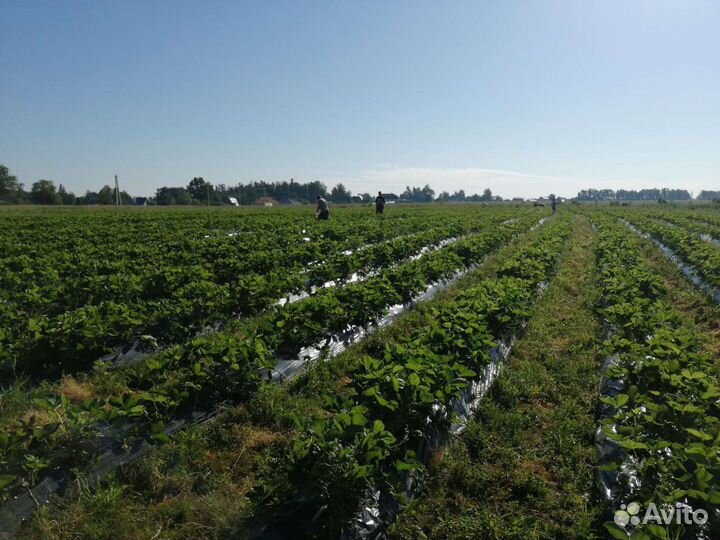 Рассада клубники. сорт мальвина, клери