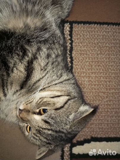 Шотландский кот вязка