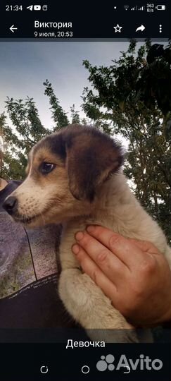 Бигль бесплатно