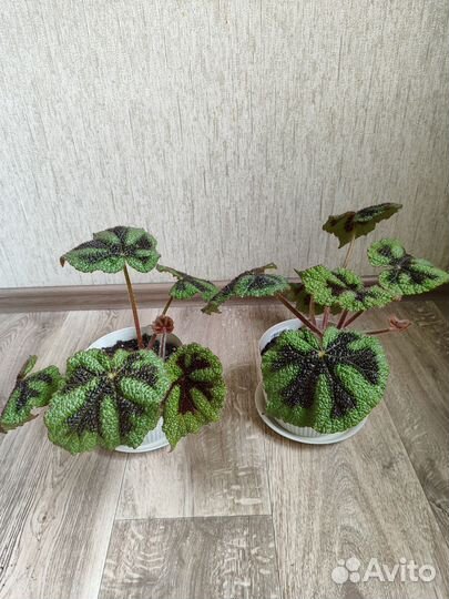 Бегония Мэсона