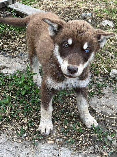 Хаски-ротвейлер