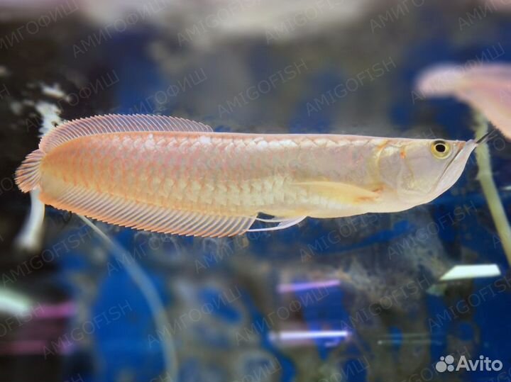 Арована серебрянная (Osteoglossum Bicirhossum)