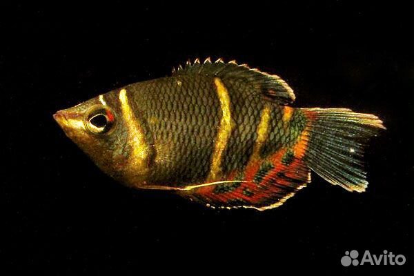 Гурами Шоколадный (Osphromenus Osphromenoides)