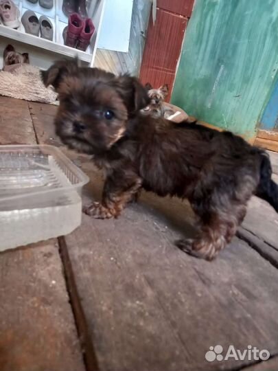 Йоркширский терьер мини