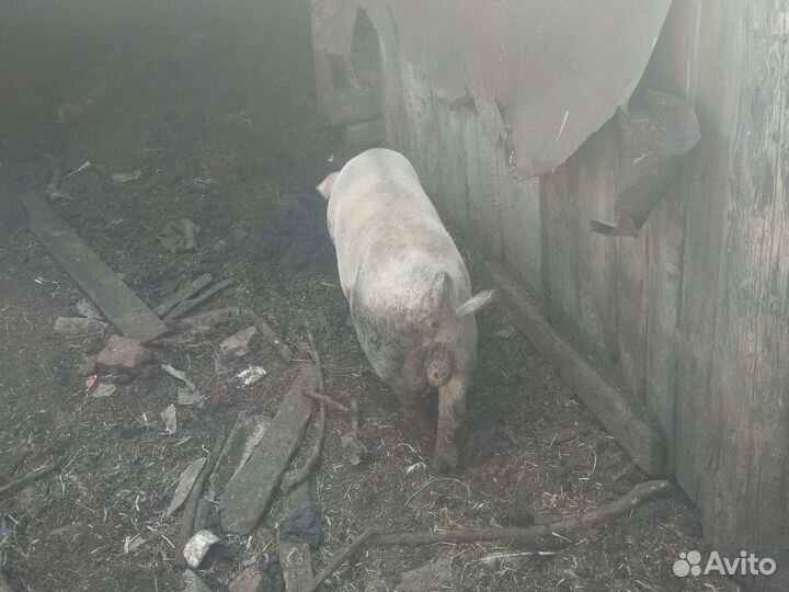 Поросенок ландрас мясистые 6 месяцев