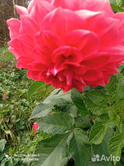 Георгины клубни