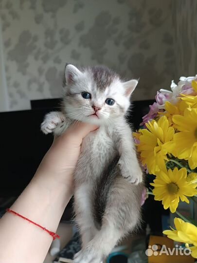 Кошки породистые