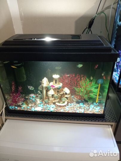 Аквариум с рыбками