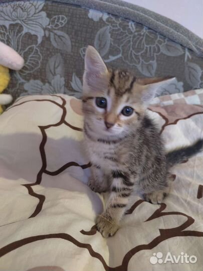 Шотландский котик