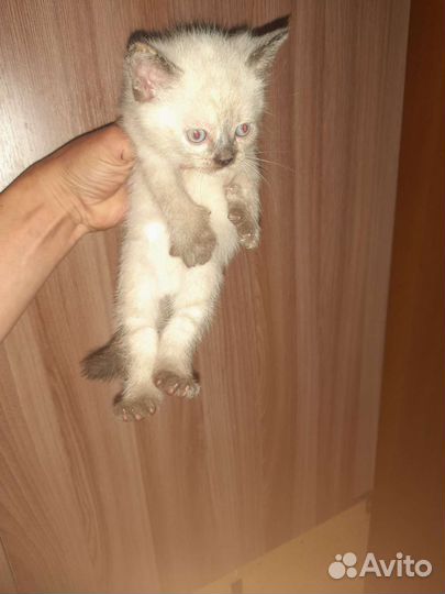 Кошка в дар бесплатно