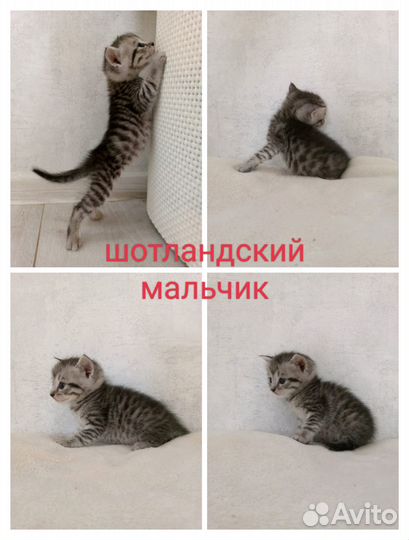 Шотландские котята