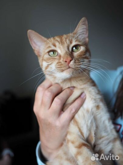 Котенок Рыжик ищет дом