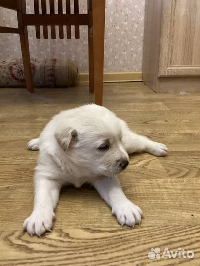 Отдаем щеночка