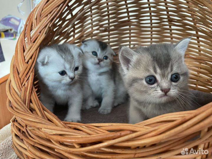 Шотландские котята