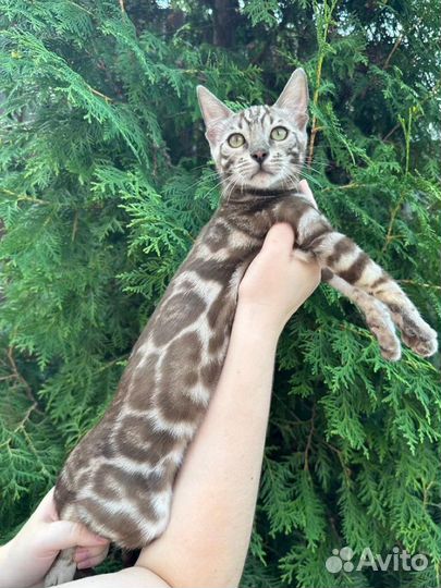 Бенгальская кошечка сепия