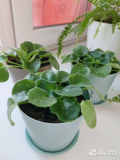 Детки сортовых фиалок