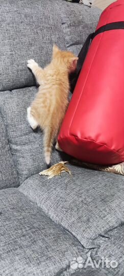 Рыжий котенок в добрые руки
