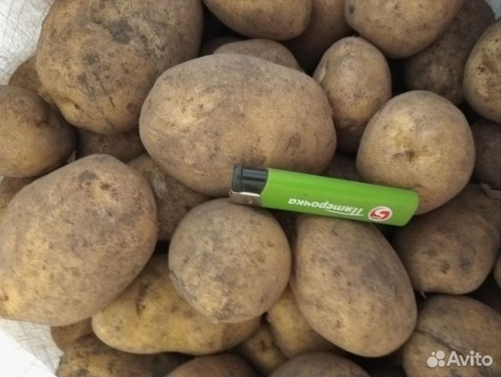 Картофель крупный семенной и мелкий