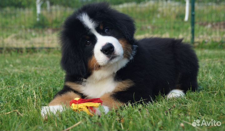 Предлагаем щенка бернского зенненхунда (девочка)