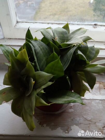 Бегония, ахименис, хлорофитум