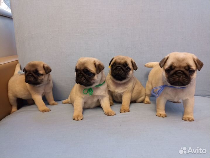 Щенки Мопса