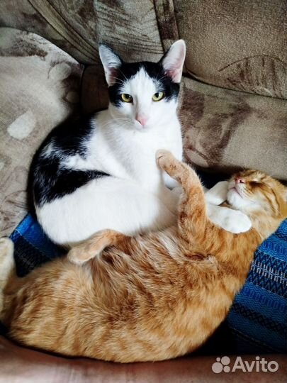 Отдам кота в добрые руки г. Уфа