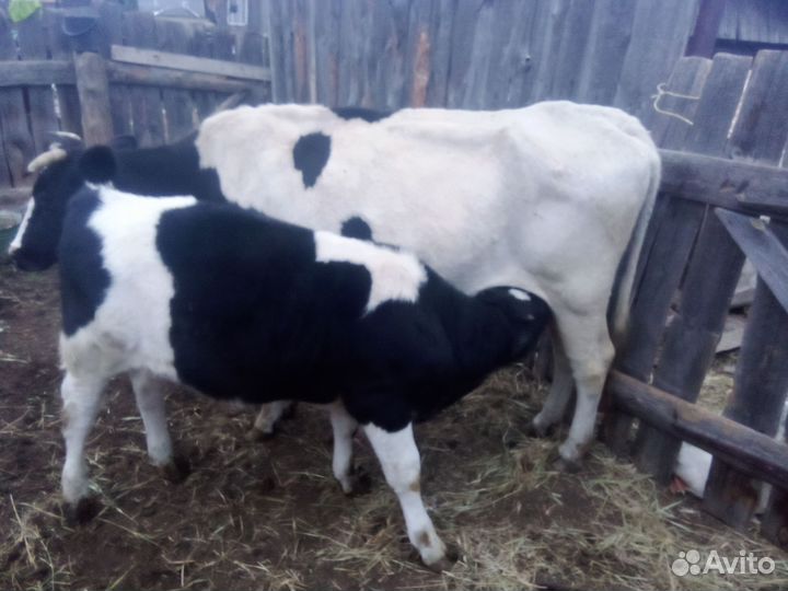 Коровы и бычок