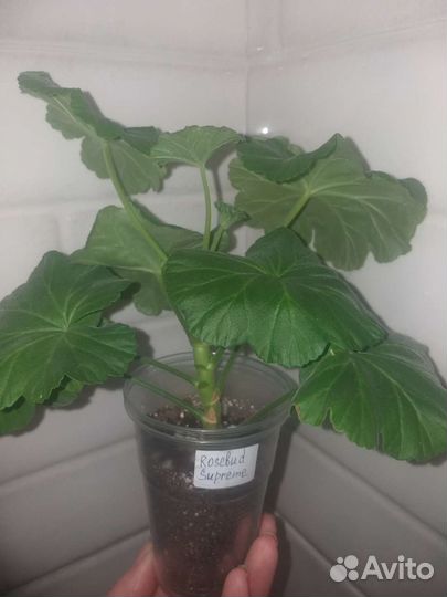 Пеларгония розебудная,королевская,плющелистная