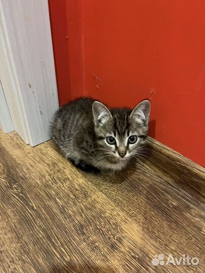 Котенок ищет дом