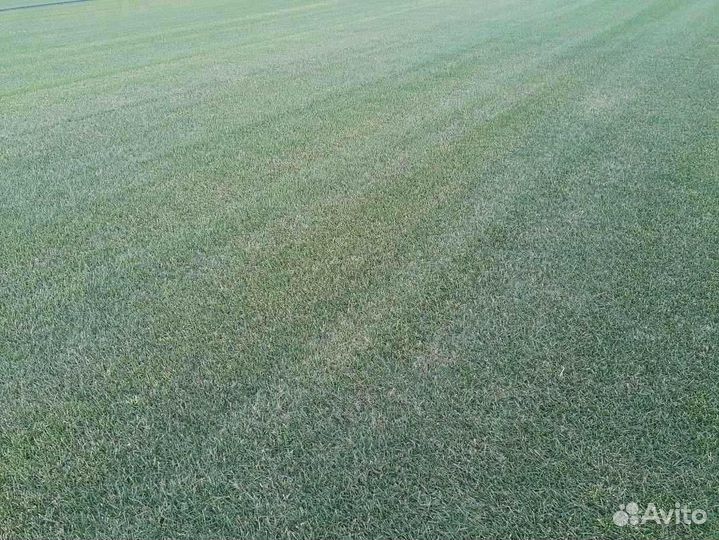 Укладка рулонного газона