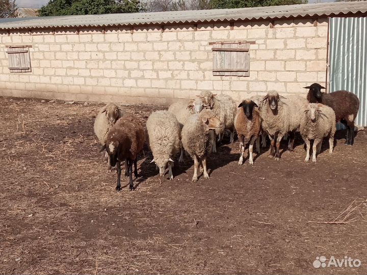 Овцы и бараны