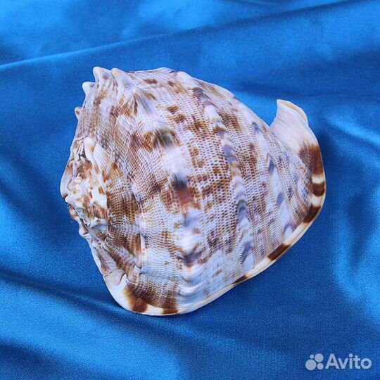 Продам: cassis cornuta раковина (Кипр)